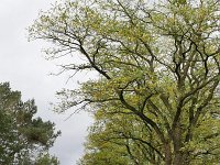 NL, Noord-Brabant, Heeze-Leende, Strijperdijk near De Putberg 2, Saxifraga-Tom Heijnen