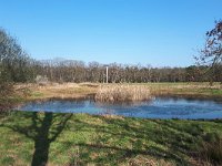 NL, Noord-Brabant, Heeze-Leende, Valkenhorst near De Oude Baan 1, Saxifraga-Tom Heijnen