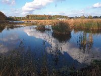 NL, Noord-Brabant, Heeze-Leende, Viskwekerij Driebruggen 2, Saxifraga-Tom Heijnen