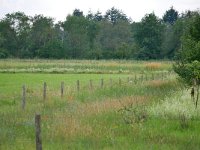 NL, Noord-Brabant, Heeze-Leende, near Natuurbegraafplaats Schoorsveld 1, Saxifraga-Tom Heijnen