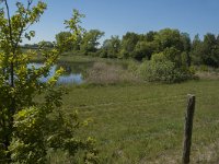 NL, Noord-Brabant, Heusden, Elshoutse Zeedijk 8, Saxifraga-Marijke Verhagen