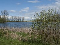 NL, Noord-Brabant, Heusden, Haarsteegs Wiel 10, Saxifraga-Jan van der Straaten