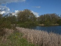 NL, Noord-Brabant, Heusden, Haarsteegs Wiel 12, Saxifraga-Jan van der Straaten