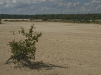 NL, Noord-Brabant, Heusden, Loonse en Drunense Duinen 10, Saxifraga-Marijke Verhagen