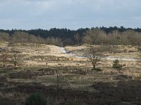 NL, Noord-Brabant, Heusden, Loonse en Drunense Duinen 108, Saxifraga-Willem van Kruijsbergen