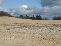 NL, Noord-Brabant, Heusden, Loonse en Drunense Duinen 112, Saxifraga-Willem van Kruijsbergen