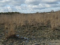 NL, Noord-Brabant, Heusden, Loonse en Drunense Duinen 115, Saxifraga-Willem van Kruijsbergen