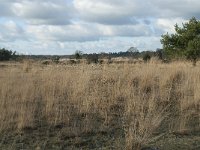 NL, Noord-Brabant, Heusden, Loonse en Drunense Duinen 117, Saxifraga-Willem van Kruijsbergen