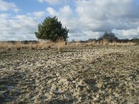 NL, Noord-Brabant, Heusden, Loonse en Drunense Duinen 119, Saxifraga-Willem van Kruijsbergen