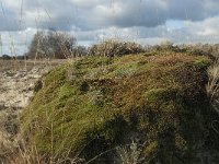 NL, Noord-Brabant, Heusden, Loonse en Drunense Duinen 121, Saxifraga-Willem van Kruijsbergen