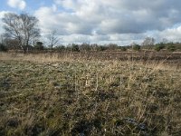 NL, Noord-Brabant, Heusden, Loonse en Drunense Duinen 124, Saxifraga-Willem van Kruijsbergen