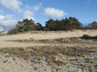 NL, Noord-Brabant, Heusden, Loonse en Drunense Duinen 125, Saxifraga-Willem van Kruijsbergen