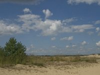 NL, Noord-Brabant, Heusden, Loonse en Drunense Duinen 13, Saxifraga-Marijke Verhagen