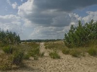 NL, Noord-Brabant, Heusden, Loonse en Drunense Duinen 14, Saxifraga-Marijke Verhagen