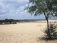 NL, Noord-Brabant, Heusden, Loonse en Drunense Duinen 140, Saxifraga-Hans Dekker