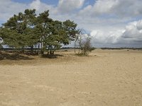 NL, Noord-Brabant, Heusden, Loonse en Drunense Duinen 142, Saxifraga-Jan van der Straaten