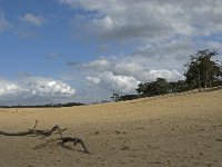 NL, Noord-Brabant, Heusden, Loonse en Drunense Duinen 143, Saxifraga-Jan van der Straaten