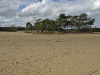 NL, Noord-Brabant, Heusden, Loonse en Drunense Duinen 144, Saxifraga-Jan van der Straaten