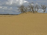 NL, Noord-Brabant, Heusden, Loonse en Drunense Duinen 145, Saxifraga-Jan van der Straaten