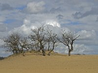 NL, Noord-Brabant, Heusden, Loonse en Drunense Duinen 147, Saxifraga-Jan van der Straaten