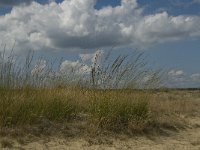 NL, Noord-Brabant, Heusden, Loonse en Drunense Duinen 15, Saxifraga-Marijke Verhagen