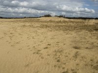 NL, Noord-Brabant, Heusden, Loonse en Drunense Duinen 151, Saxifraga-Jan van der Straaten