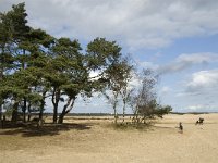 NL, Noord-Brabant, Heusden, Loonse en Drunense Duinen 153, Saxifraga-Jan van der Straaten