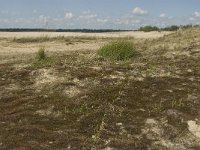 NL, Noord-Brabant, Heusden, Loonse en Drunense Duinen 17, Saxifraga-Marijke Verhagen