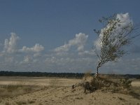 NL, Noord-Brabant, Heusden, Loonse en Drunense Duinen 22, Saxifraga-Marijke Verhagen