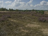 NL, Noord-Brabant, Heusden, Loonse en Drunense Duinen 36, Saxifraga-Marijke Verhagen