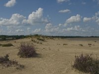 NL, Noord-Brabant, Heusden, Loonse en Drunense Duinen 40, Saxifraga-Marijke Verhagen