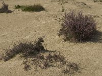 NL, Noord-Brabant, Heusden, Loonse en Drunense Duinen 41, Saxifraga-Marijke Verhagen