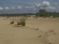 NL, Noord-Brabant, Heusden, Loonse en Drunense Duinen 45, Saxifraga-Marijke Verhagen