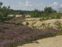 NL, Noord-Brabant, Heusden, Loonse en Drunense Duinen 46, Saxifraga-Marijke Verhagen