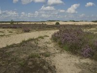 NL, Noord-Brabant, Heusden, Loonse en Drunense Duinen 48, Saxifraga-Marijke Verhagen