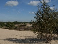 NL, Noord-Brabant, Heusden, Loonse en Drunense Duinen 60, Saxifraga-Jan van der Straaten