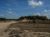 NL, Noord-Brabant, Heusden, Loonse en Drunense Duinen 65, Saxifraga-Jan van der Straaten