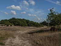 NL, Noord-Brabant, Heusden, Loonse en Drunense Duinen 66, Saxifraga-Jan van der Straaten