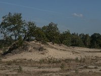 NL, Noord-Brabant, Heusden, Loonse en Drunense Duinen 68, Saxifraga-Jan van der Straaten