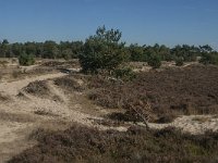 NL, Noord-Brabant, Heusden, Loonse en Drunense Duinen 70, Saxifraga-Jan van der Straaten