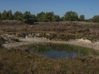 NL, Noord-Brabant, Heusden, Loonse en Drunense Duinen 74, Saxifraga-Jan van der Straaten