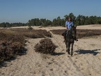 NL, Noord-Brabant, Heusden, Loonse en Drunense Duinen 77, Saxifraga-Jan van der Straaten