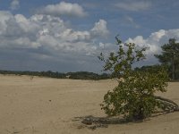 NL, Noord-Brabant, Heusden, Loonse en Drunense Duinen 8, Saxifraga-Marijke Verhagen