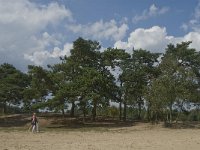 NL, Noord-Brabant, Heusden, Loonse en Drunense Duinen 81, Saxifraga-Marijke Verhagen