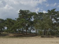 NL, Noord-Brabant, Heusden, Loonse en Drunense Duinen 82, Saxifraga-Marijke Verhagen