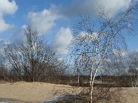 NL, Noord-Brabant, Heusden, Loonse en Drunense Duinen 90, Saxifraga-Willem van Kruijsbergen