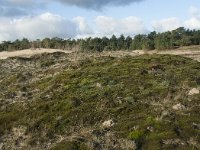 NL, Noord-Brabant, Heusden, Loonse en Drunense Duinen 93, Saxifraga-Willem van Kruijsbergen