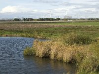 NL, Noord-Brabant, Heusden, Zeedijk 11, Saxifraga-Jan van der Straaten