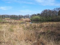 NL, Noord-Brabant, Hilvarenbeek, Broekeling 9, Saxifraga-Tom Heijnen