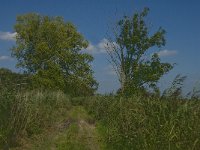 NL, Noord-Brabant, Hilvarenbeek, Den Opslag 1, Saxifraga-Jan van der Straaten